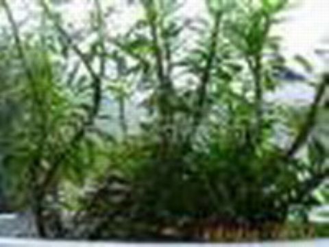 Huperzine A